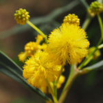 Acacia cognata, is a graceful evergreen shrub native to Australia with elegant weeping habit and soft, narrow foliage.