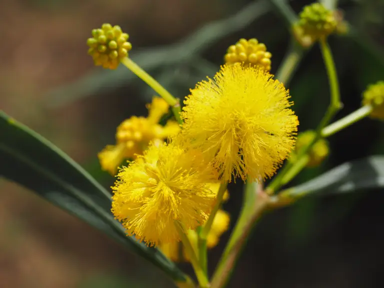 Acacia cognata, is a graceful evergreen shrub native to Australia with elegant weeping habit and soft, narrow foliage.