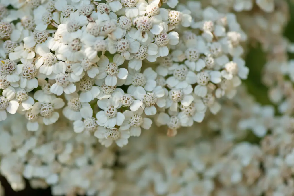 Achillea millefolium 'Sonoma Coast' is known for its delicate, fern-like foliage and clusters of tiny, white, daisy-like flowers.