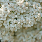 Achillea millefolium 'Sonoma Coast' is known for its delicate, fern-like foliage and clusters of tiny, white, daisy-like flowers.