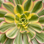 Aeonium 'Sunburst' is a striking succulent prized for its rosettes of variegated foliage that feature shades of yellow, green, and pink.