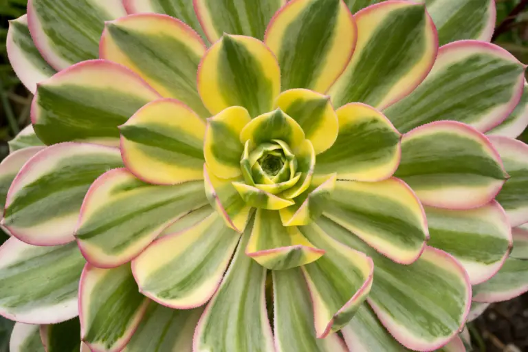 Aeonium 'Sunburst' is a striking succulent prized for its rosettes of variegated foliage that feature shades of yellow, green, and pink.