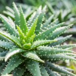 Aloe vera, also known as the "burn plant" or "medicine plant," is a versatile succulent valued for medicinal properties and ornamental appeal.