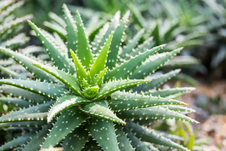 Aloe vera, also known as the "burn plant" or "medicine plant," is a versatile succulent valued for medicinal properties and ornamental appeal.