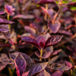 Alternanthera dentata 'Little Ruby' is a compact, low-growing perennial with vibrant burgundy foliage.