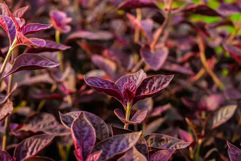 Alternanthera dentata 'Little Ruby' is a compact, low-growing perennial with vibrant burgundy foliage.