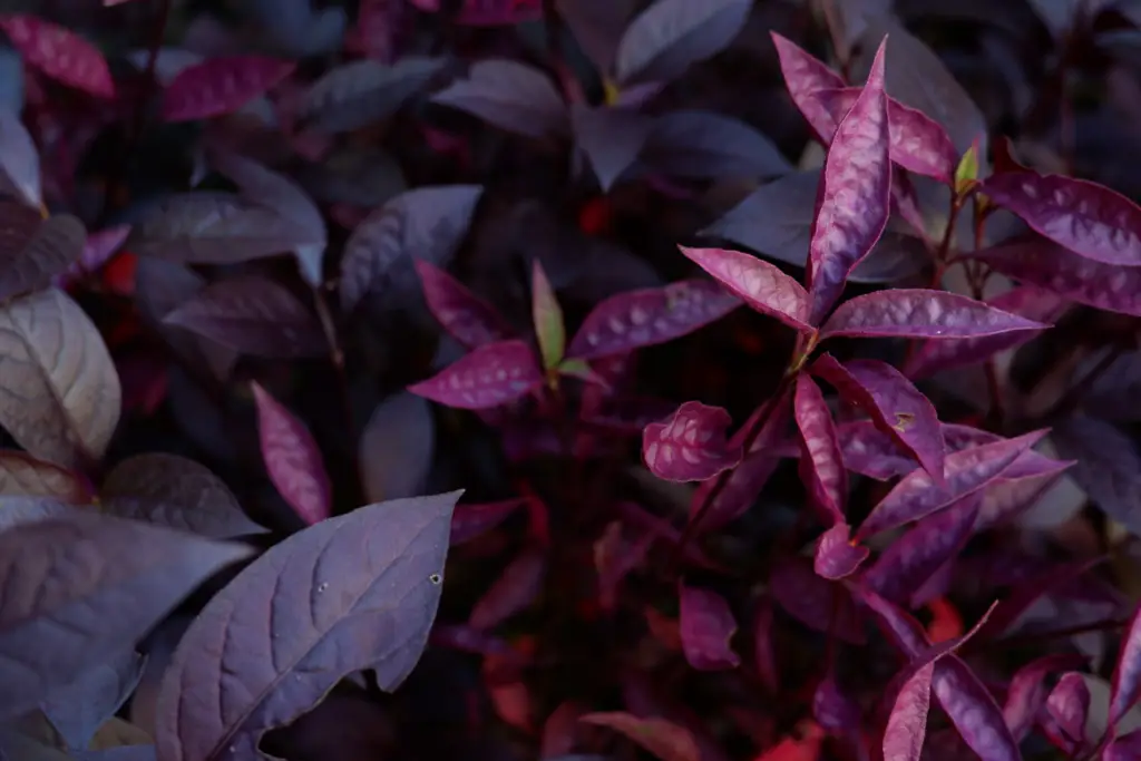 Alternanthera 'Purple Prince' is a striking annual plant with deep purple foliage and compact, mounding habit.