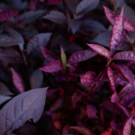 Alternanthera 'Purple Prince' is a striking annual plant with deep purple foliage and compact, mounding habit.