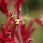 Anigozanthos 'Big Red', commonly known as kangaroo paw, is a stunning perennial plant native to Australia.