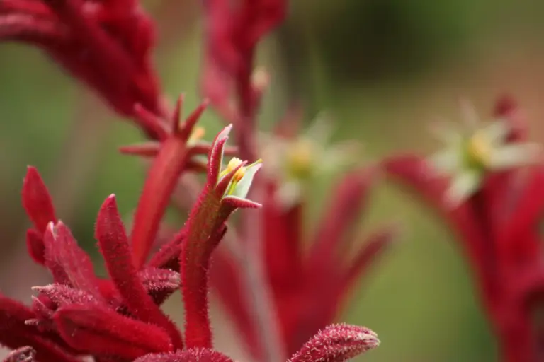 Anigozanthos 'Big Red', commonly known as kangaroo paw, is a stunning perennial plant native to Australia.