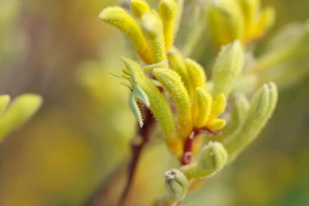 Anigozanthos 'Yellow Harmony', commonly known as kangaroo paw, is a stunning perennial plant native to Australia.