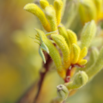 Anigozanthos 'Yellow Harmony', commonly known as kangaroo paw, is a stunning perennial plant native to Australia.