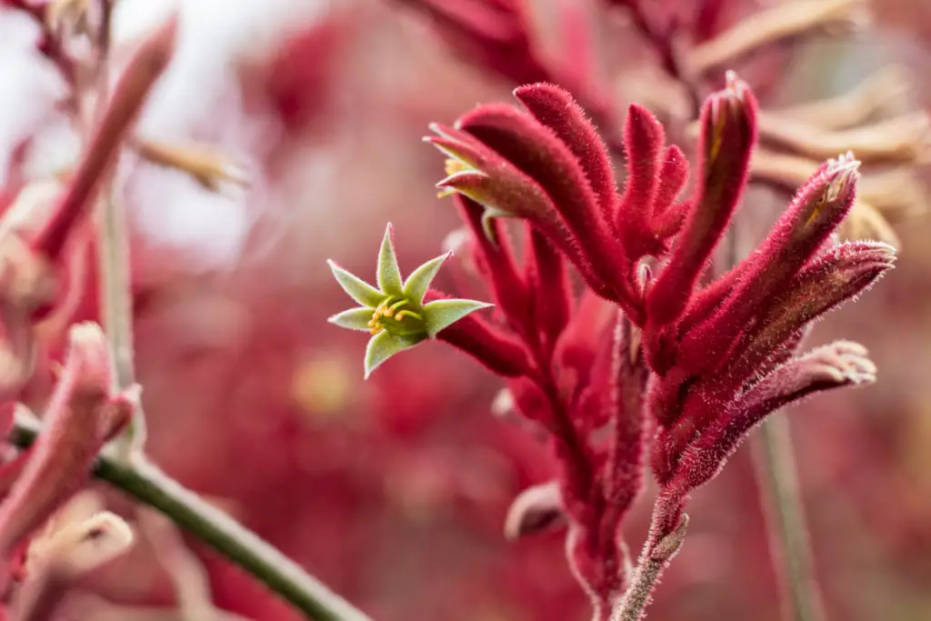 Anigozanthos 'Kanga Pink', commonly known as kangaroo paw, is a stunning perennial plant native to Australia.