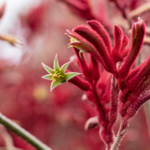 Anigozanthos 'Kanga Pink', commonly known as kangaroo paw, is a stunning perennial plant native to Australia.