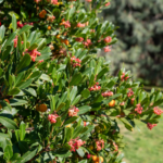 Arbutus 'Marina', commonly known as Marina Strawberry Tree, is a handsome evergreen tree native to the Mediterranean region.