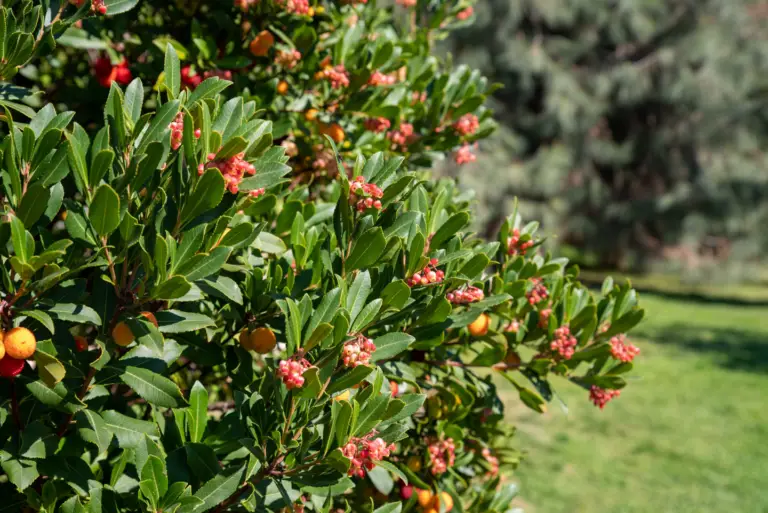 Arbutus 'Marina', commonly known as Marina Strawberry Tree, is a handsome evergreen tree native to the Mediterranean region.