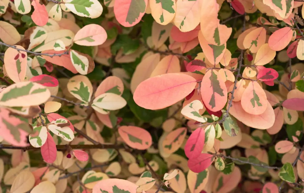 Breynia disticha features striking variegated foliage with splashes of pink, green, and white, creating a vibrant and eye-catching display.