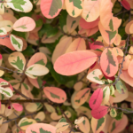 Breynia disticha features striking variegated foliage with splashes of pink, green, and white, creating a vibrant and eye-catching display.