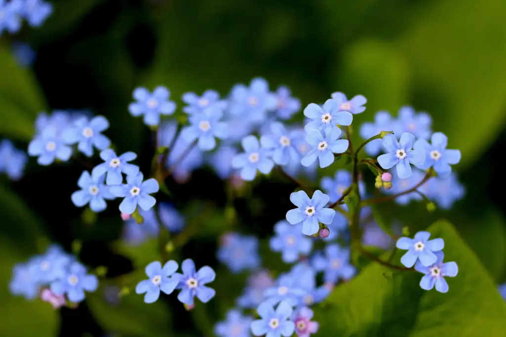 Brunnera macrophylla features heart-shaped leaves with silvery-green veining and clusters of tiny, sky-blue flowers that bloom in spring.