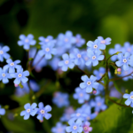 Brunnera macrophylla features heart-shaped leaves with silvery-green veining and clusters of tiny, sky-blue flowers that bloom in spring.