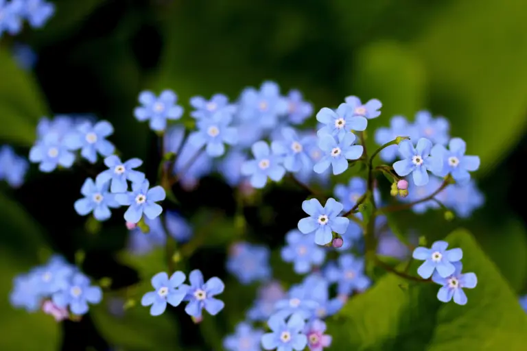 Brunnera macrophylla features heart-shaped leaves with silvery-green veining and clusters of tiny, sky-blue flowers that bloom in spring.