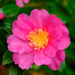 Camellia sasanqua is a beautiful evergreen shrub with pink flowers that have a sweet, intoxicating fragrance that fills the air.