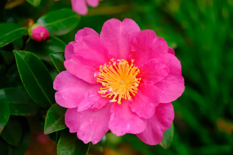 Camellia sasanqua is a beautiful evergreen shrub with pink flowers that have a sweet, intoxicating fragrance that fills the air.