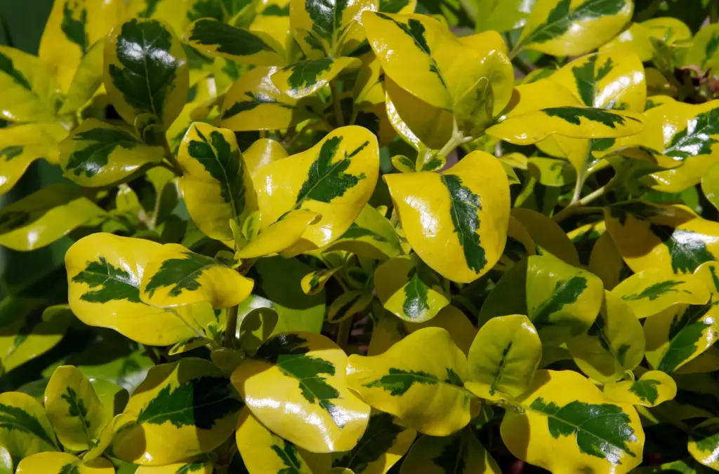 Coprosma 'Taupata Gold' is a striking evergreen shrub native to New Zealand, prized for its vibrant, golden-yellow foliage.