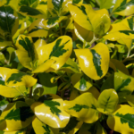 Coprosma 'Taupata Gold' is a striking evergreen shrub native to New Zealand, prized for its vibrant, golden-yellow foliage.