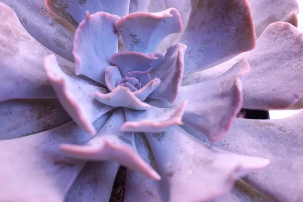 Echeveria 'Afterglow' is a stunning succulent with large rosettes of powdery lavender-pink leaves edged with delicate pink margins.