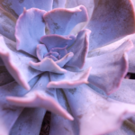 Echeveria 'Afterglow' is a stunning succulent with large rosettes of powdery lavender-pink leaves edged with delicate pink margins.