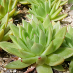 Echeveria agavoides is a popular succulent species with striking rosettes of fleshy, pointed leaves that resemble agave plants.