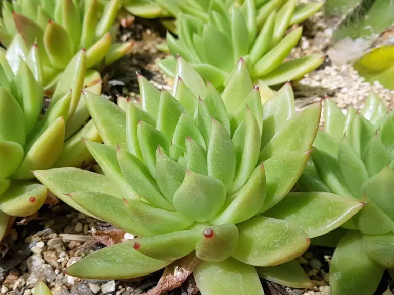 Echeveria agavoides is a popular succulent species with striking rosettes of fleshy, pointed leaves that resemble agave plants.