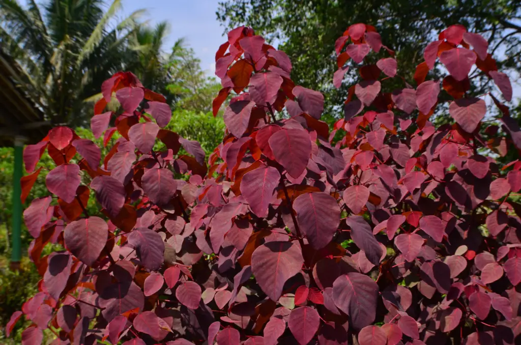 Euphorbia cotinifolia, commonly known as the Himalayan spurge, is a unique evergreen shrub native to the Himalayan region.