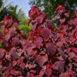 Euphorbia cotinifolia, commonly known as the Himalayan spurge, is a unique evergreen shrub native to the Himalayan region.