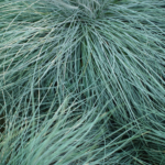 Festuca glauca, commonly known as blue fescue, is a compact ornamental grass valued for its striking blue-gray foliage and fine texture.