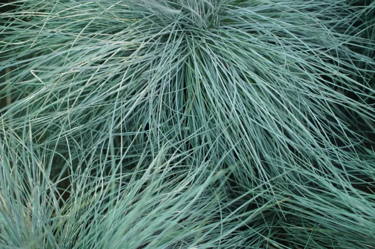 Festuca glauca, commonly known as blue fescue, is a compact ornamental grass valued for its striking blue-gray foliage and fine texture.