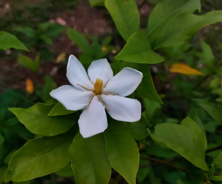 Gardenia jasminoides 'Diamond Spire' is a compact evergreen shrub with glossy, dark green foliage and fragrant white flowers.