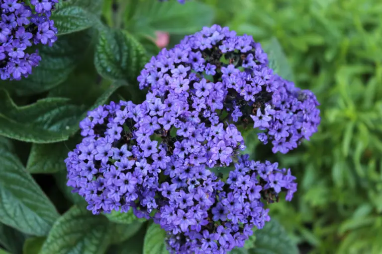 Heliotrope 'Fragrant Delight' is a delightful perennial plant with clusters of small, fragrant flowers and attractive, dark green foliage.