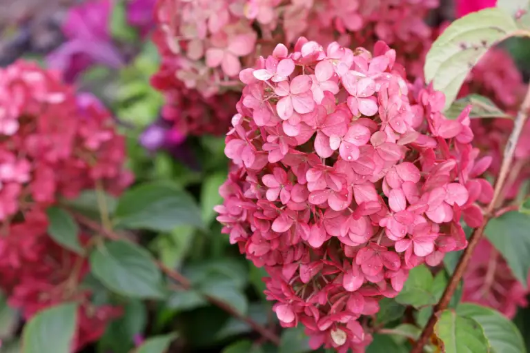 Hydrangea 'Bloomstruck' is a stunning cultivar of the bigleaf hydrangea with prolific blooms and vibrant colors.