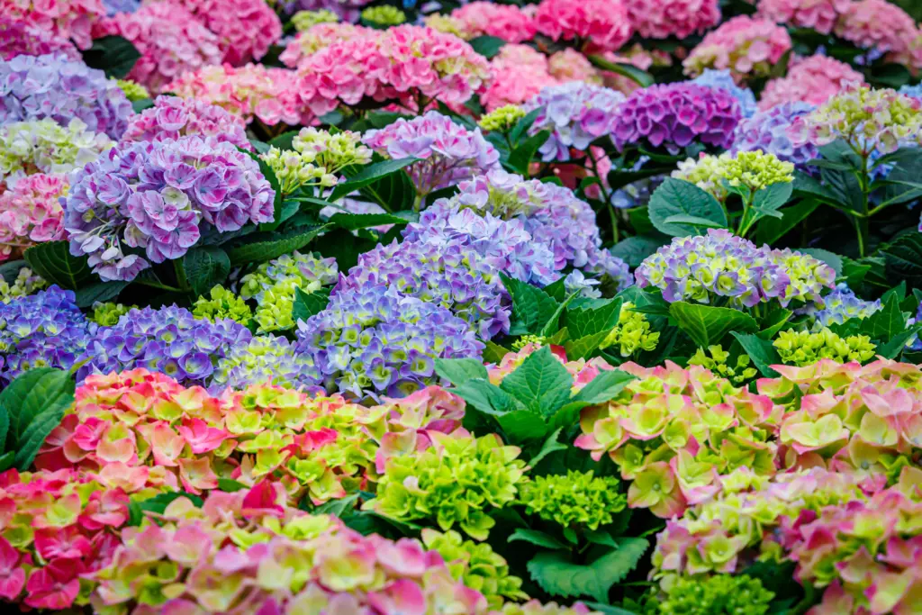 Hydrangea macrophylla, commonly known as bigleaf hydrangea, is a deciduous shrub known for its large, showy flower clusters and lush foliage.