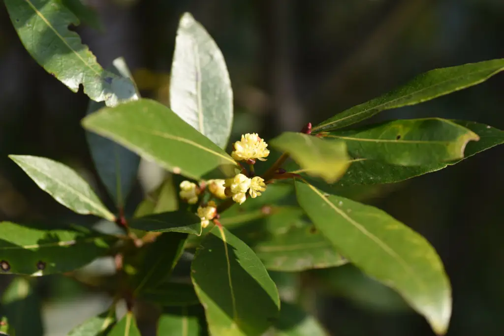 Laurus nobilis, commonly known as bay laurel or sweet bay, is an aromatic evergreen tree native to the Mediterranean region.