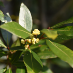 Laurus nobilis, commonly known as bay laurel or sweet bay, is an aromatic evergreen tree native to the Mediterranean region.