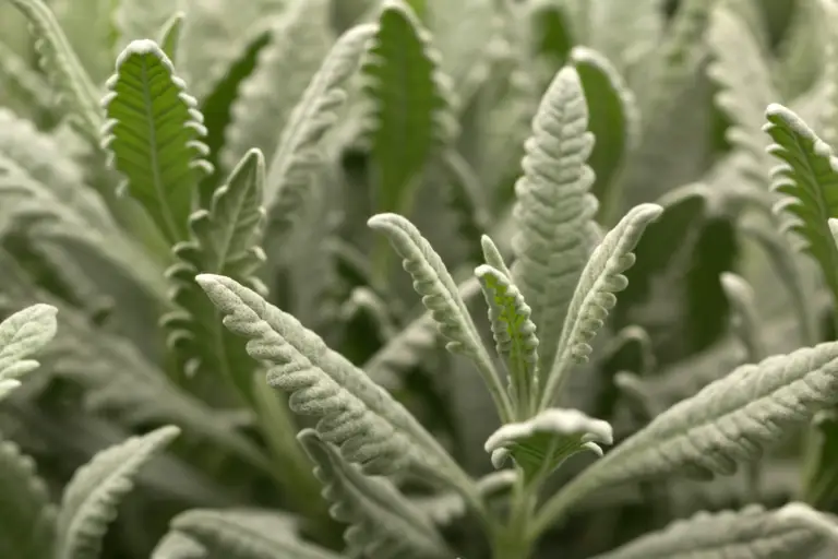 Lavandula x allardii 'Meerlo' is a fragrant perennial herb prized for its aromatic foliage and delicate purple flowers.