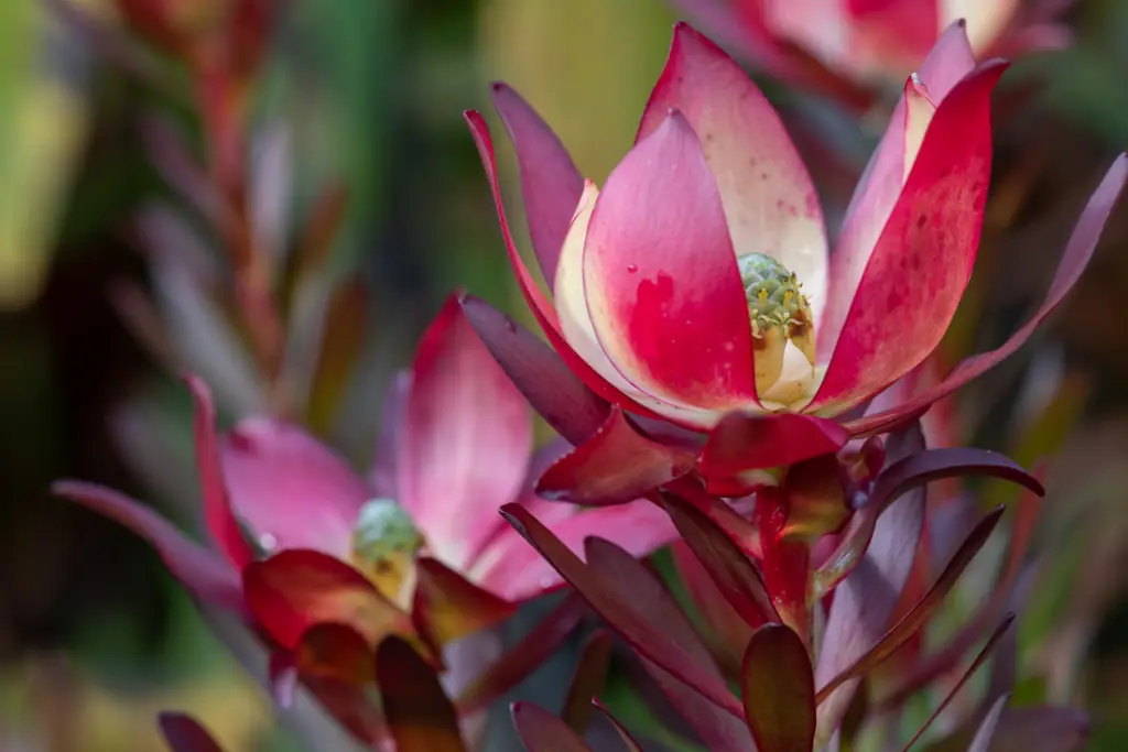 Leucadendron 'Safari Sunset' is a captivating evergreen shrub native to South Africa, with striking foliage and colorful bracts.