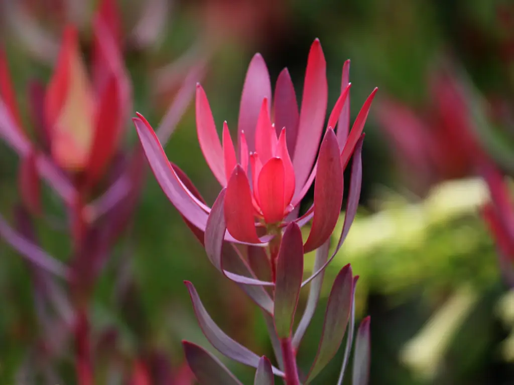 Leucadendron 'Jester' features lance-shaped leaves with vibrant shades of red, orange, and yellow, creating a bold and eye-catching display