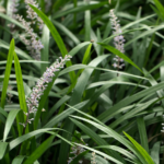 Liriope gigantea, also known as giant liriope or giant lilyturf, is a clump-forming perennial native to East Asia.