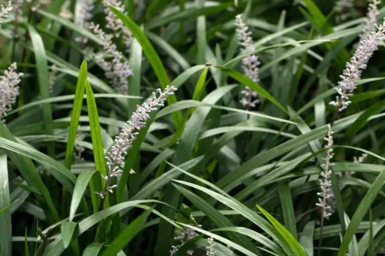 Liriope gigantea, also known as giant liriope or giant lilyturf, is a clump-forming perennial native to East Asia.