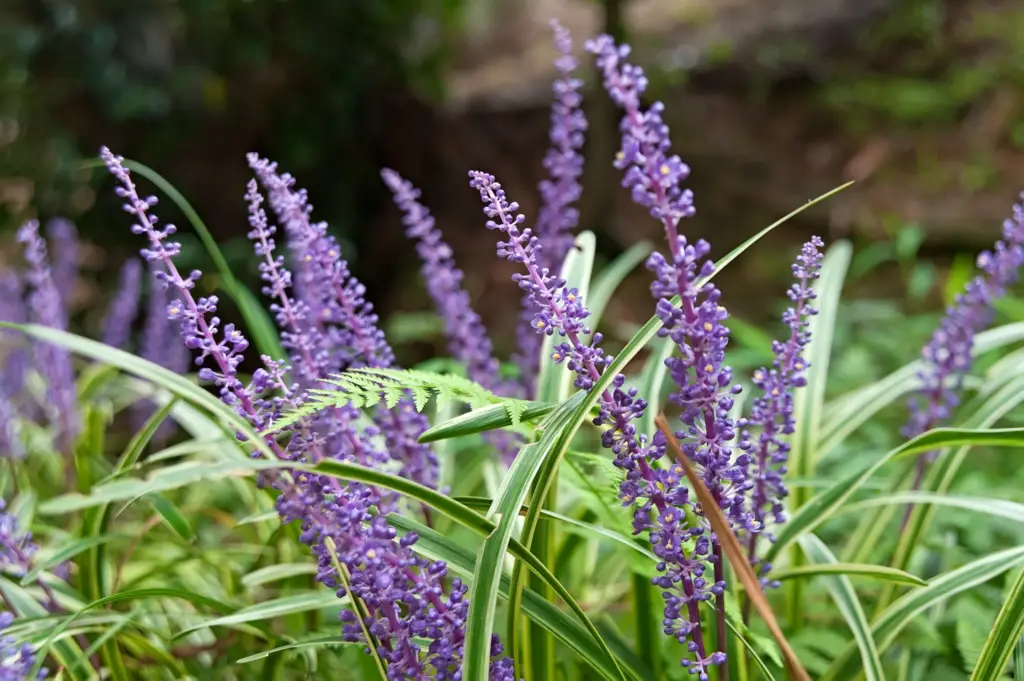 Liriope muscari 'Silvery Sunproof' is a cultivar of lilyturf with variegated foliage and tolerance to sunnier conditions.