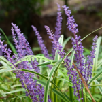 Liriope muscari 'Silvery Sunproof' is a cultivar of lilyturf with variegated foliage and tolerance to sunnier conditions.